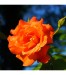 ruze-velkokveta-oranzova-rosa-prostokorenne-sazenice-ruzi-1-ks